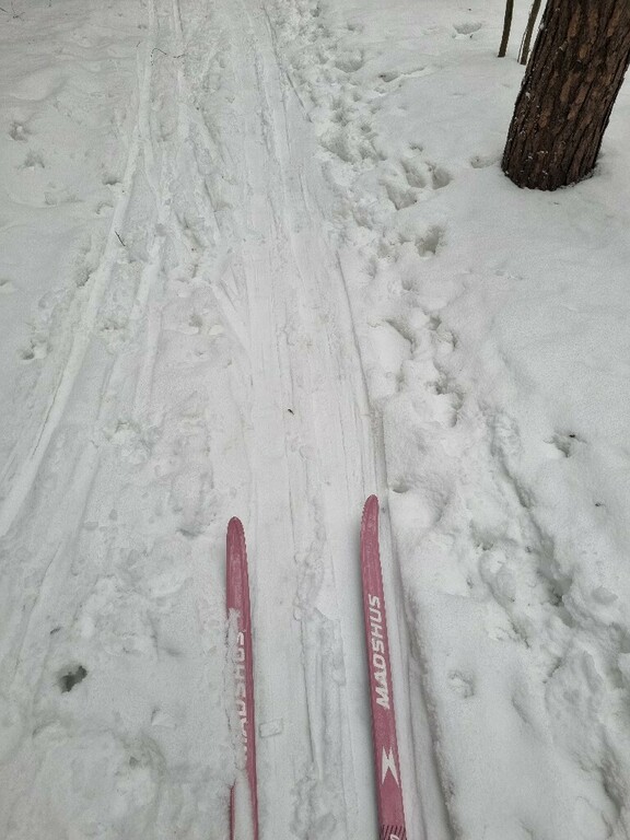 Беговые лыжи женские Madshus Amica 90 + крепления Step, отзывы покупателей, фото 1