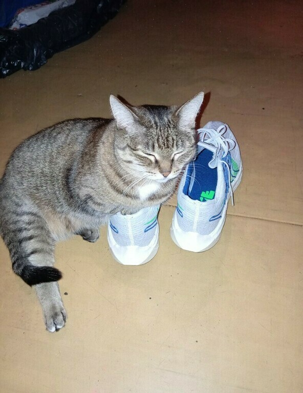 Кроссовки мужские Nike Pegasus Turbo Next Nature, отзывы покупателей, фото 4