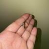 review photo mini